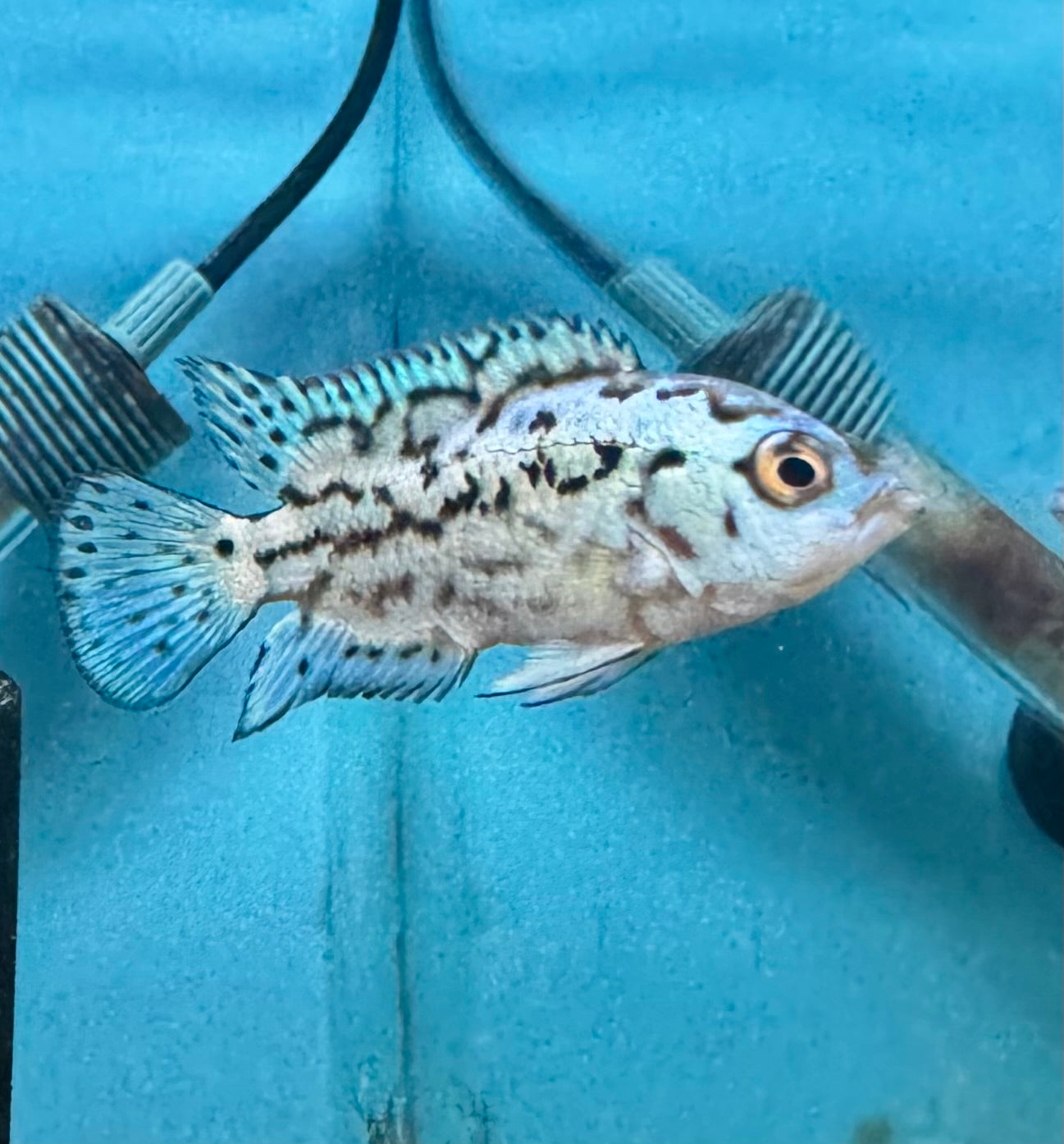 Electric Blue Jack Dempsey