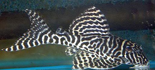 King Tiger Pleco