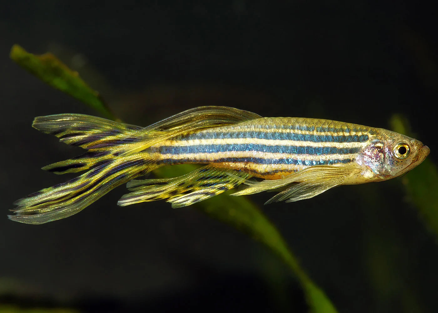 Longfin Danio