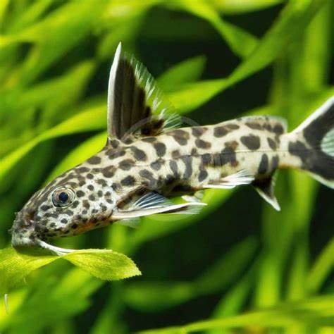 Synodontis Petricola (cuckoo catfish)