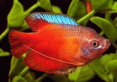 Gourami