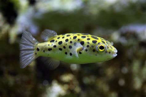 Green Spotted Puffer