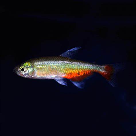 Rathbuni Bloodfin Tetra