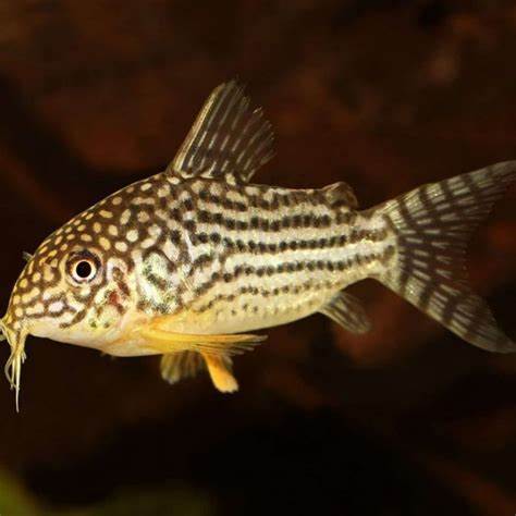 Cory, Sterbai