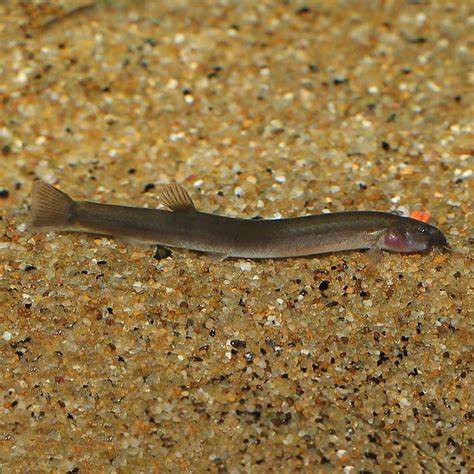 Black Kuhli Loach