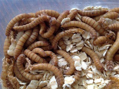 Mealworms