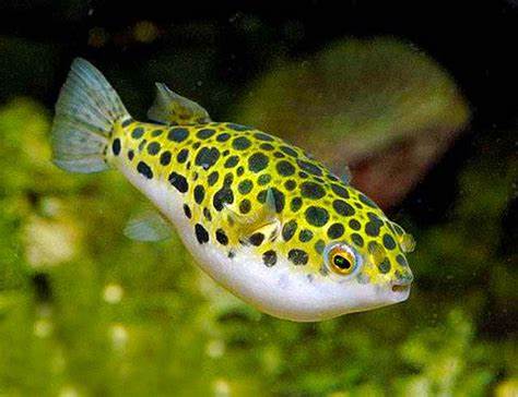 Golden Spotted Puffer