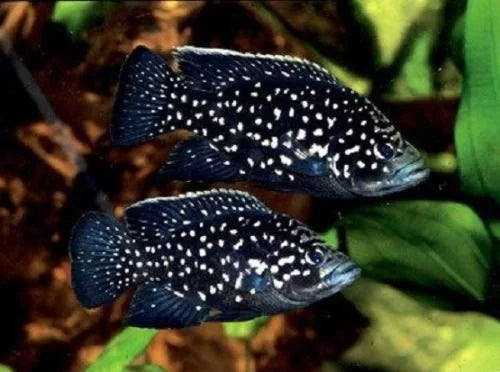 Paratilapia Polleni 