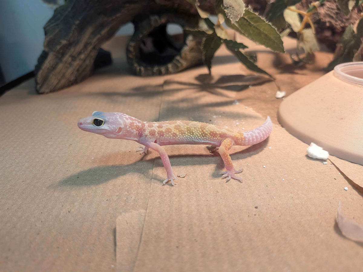 Juvenile Leopard Gecko