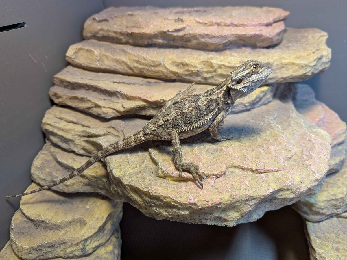 Juvenile Bearded Dragon