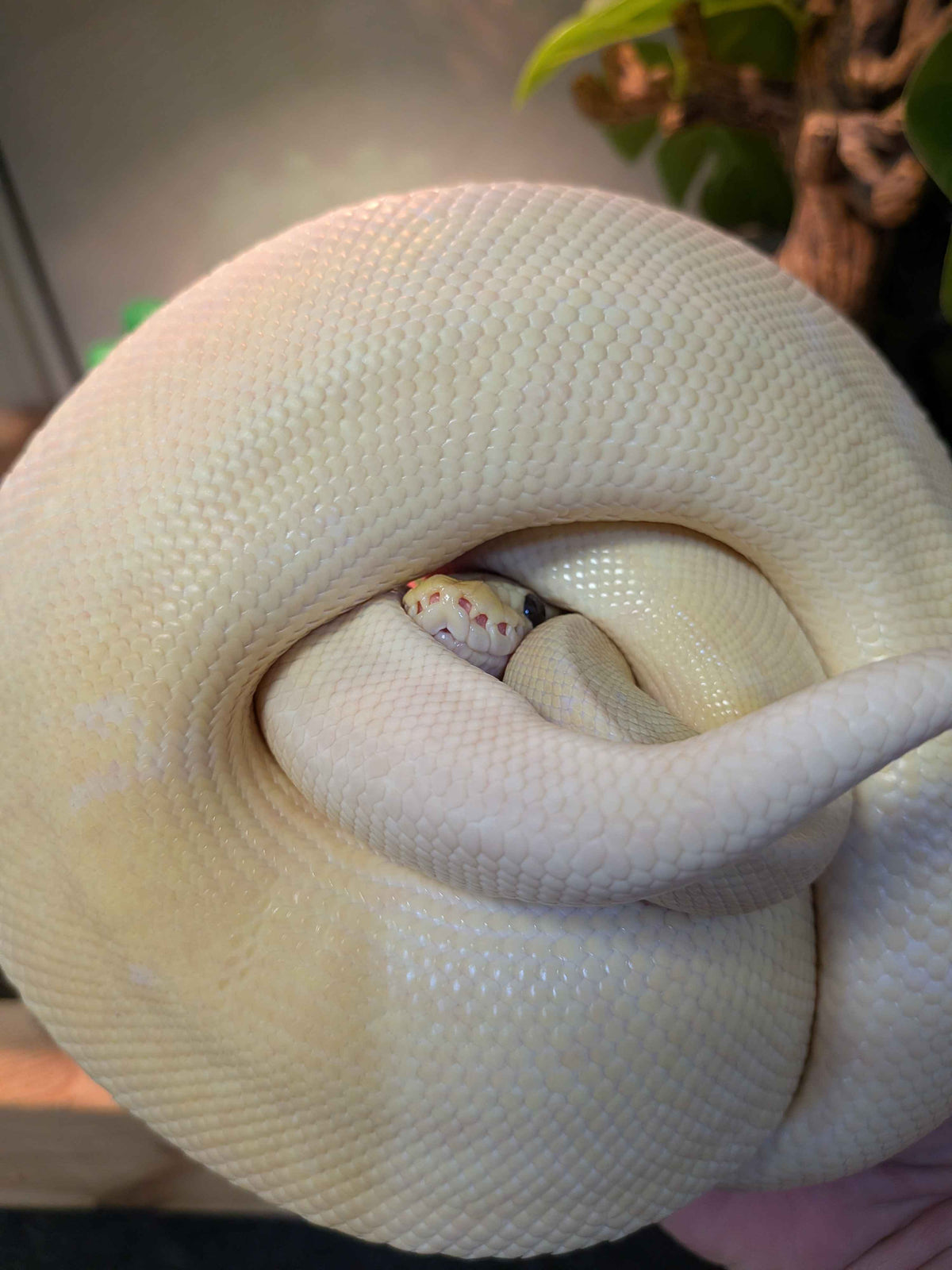 Juvenile Ball Python