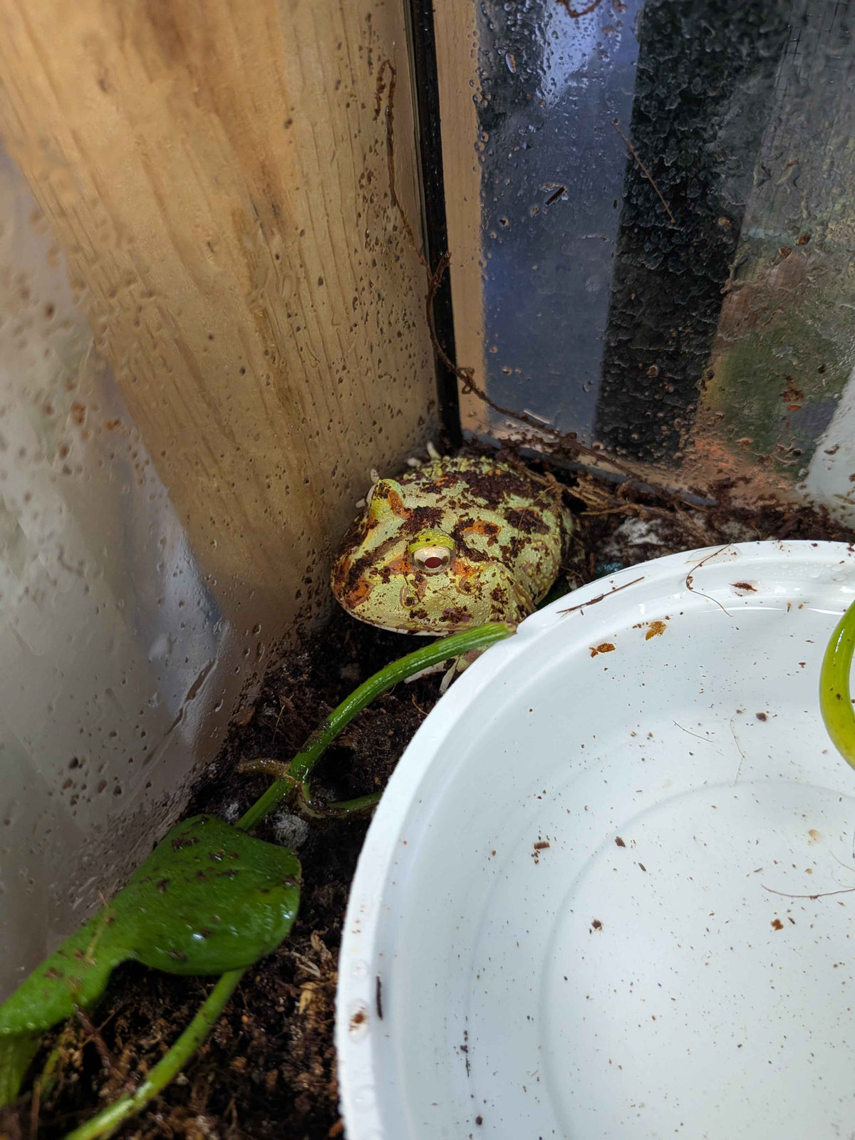 Frog Horned Lime Green Albino