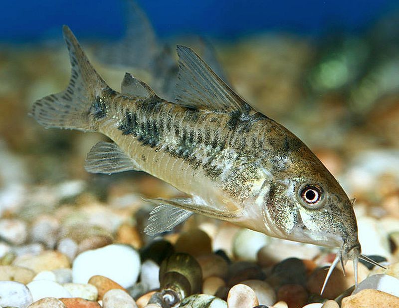 Peppered Corydoras