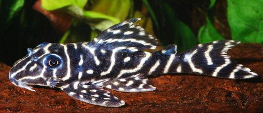 L129 Colombian Zebra Pleco