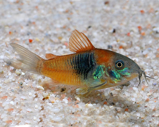 Venezuela corydoras