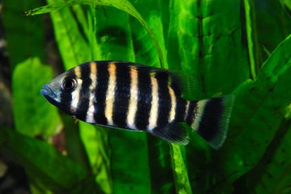 Tilapia Buttikoferi