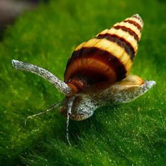 Assassin Snail