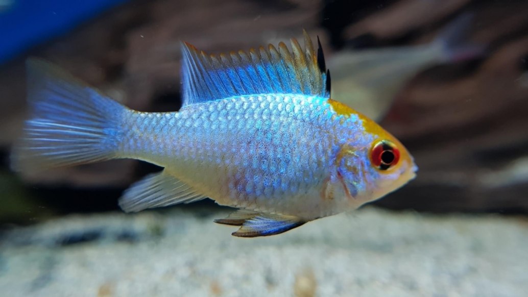 Electric Blue Ram