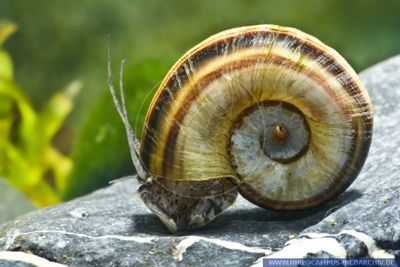 Giant Ramshorn Snail