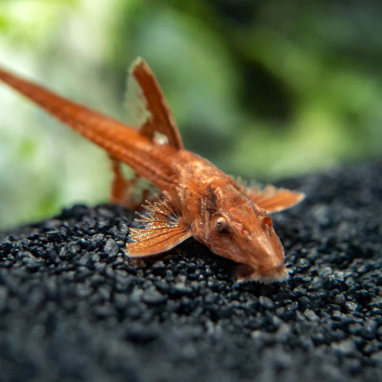 Discover the Red Whiptail Catfish, a peaceful, slender bottom‑dweller ideal for planted aquariums. Includes tank size, water parameters, behavior, and diet for easy care.