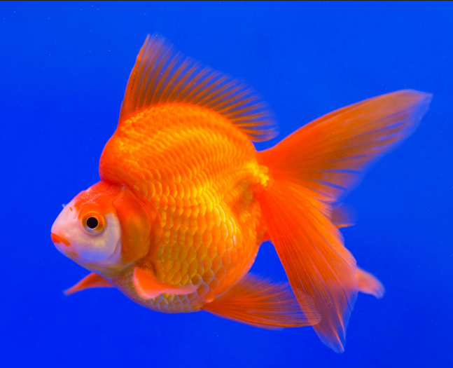 Ryukin Goldfish