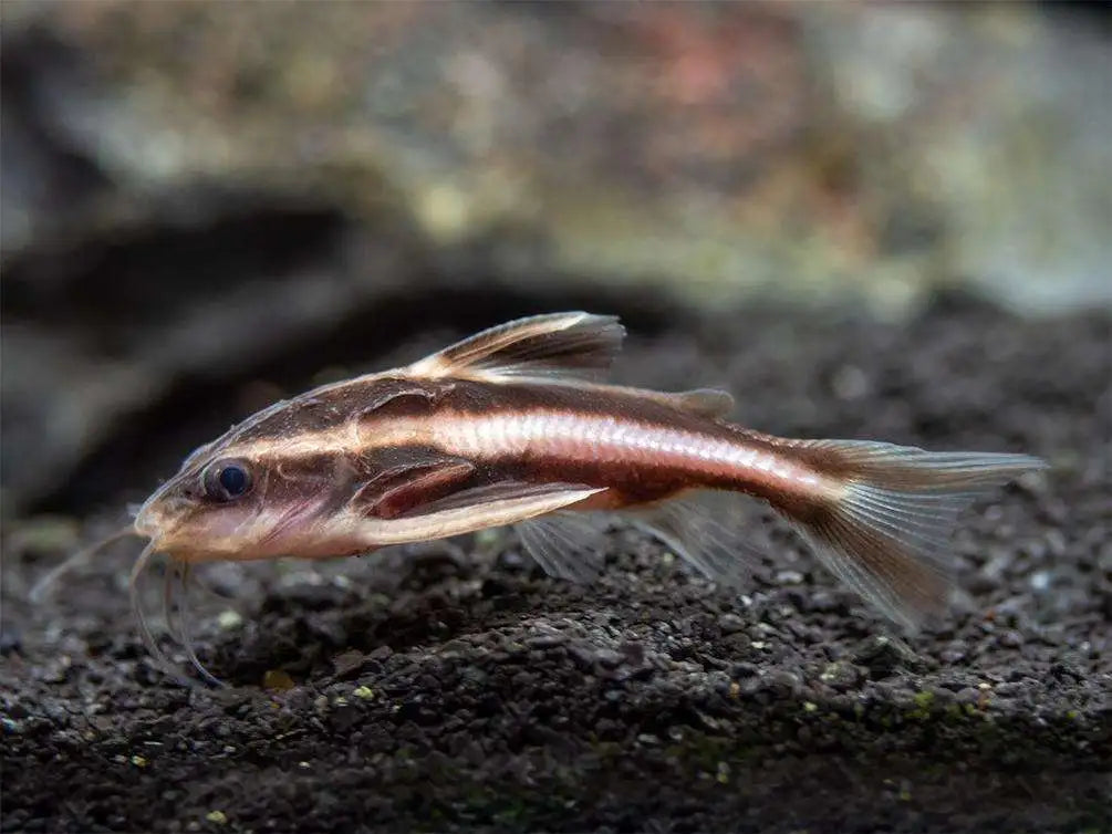 Raphael Catfish