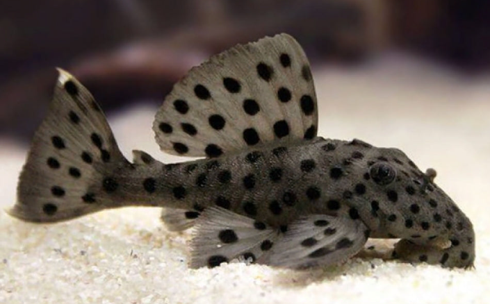 Sultan Pleco (L264)