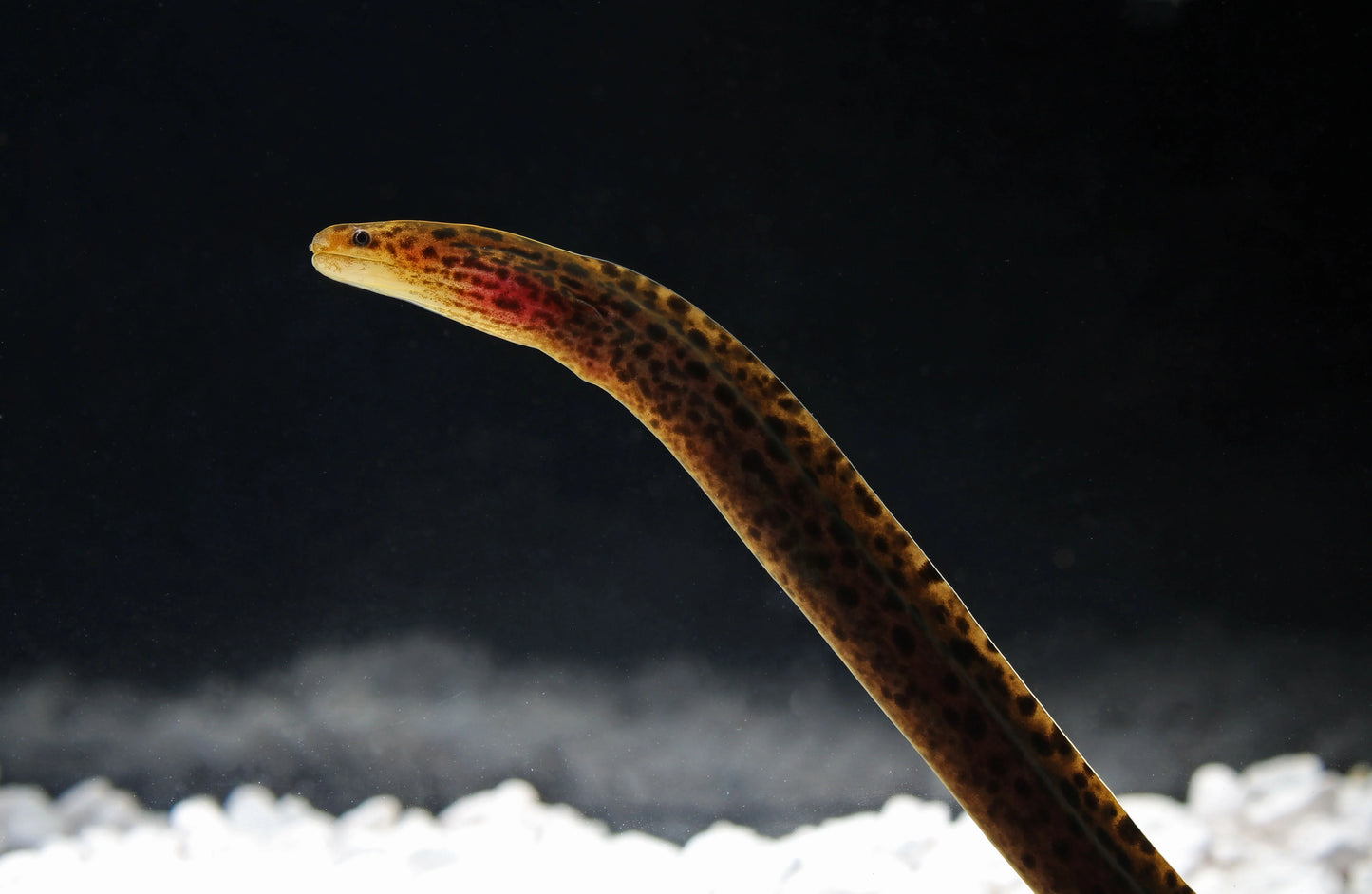 Tiger Moray eel