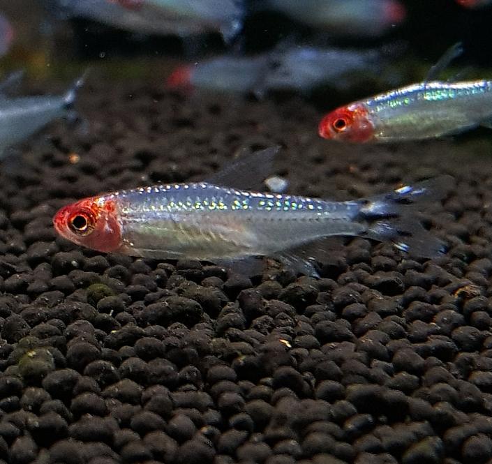 Rummy-nose tetra