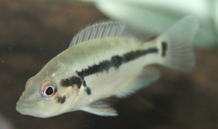 Parachromis Dovii