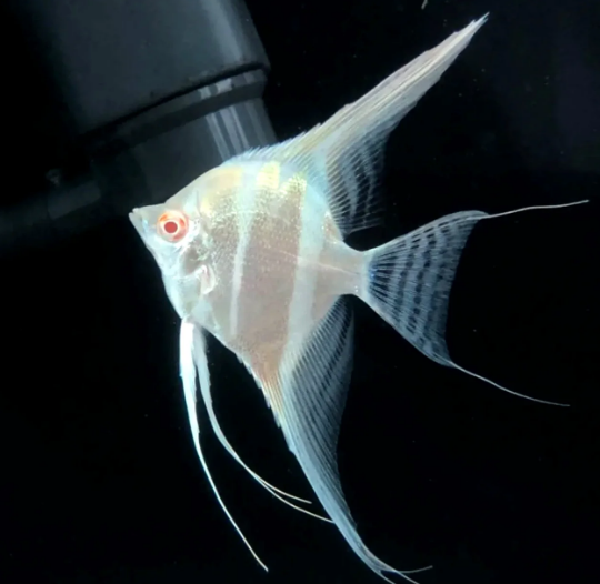 Albino Dantum Angel