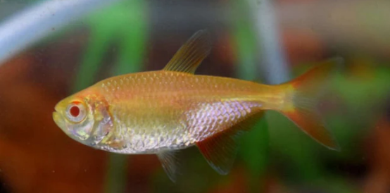 Albino Buenos Aires