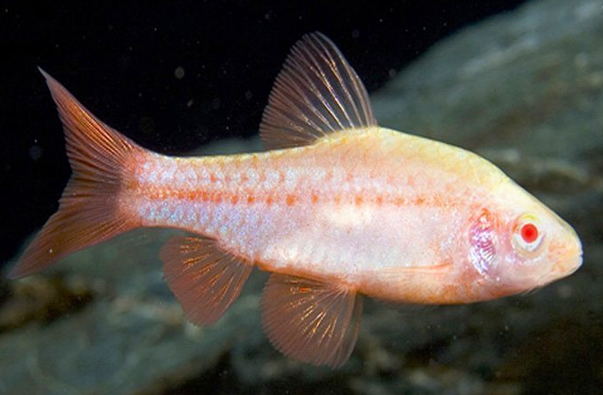 Albino Cherry Barb