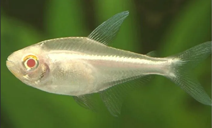 Albino Neon Tetra