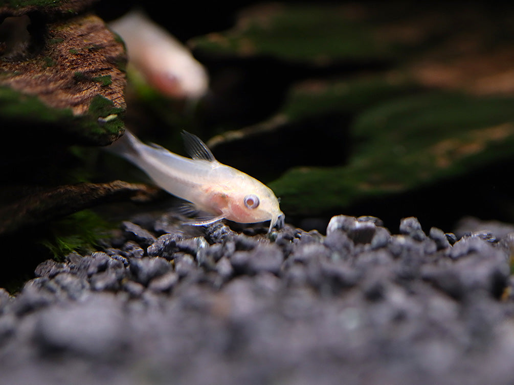 Albino Pygmy Cory