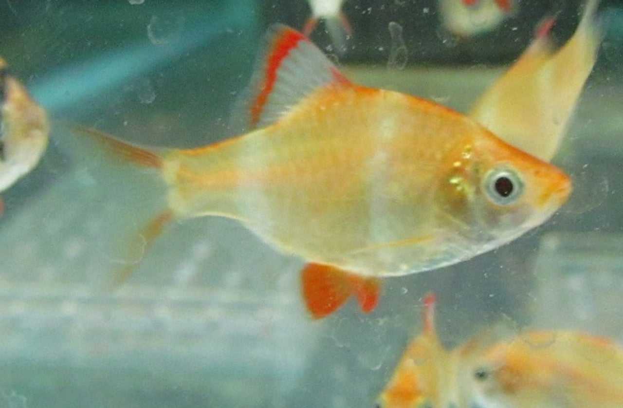 Albino Tiger Barb