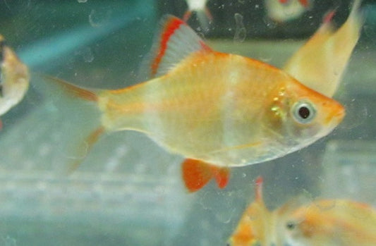 Albino Tiger Barb