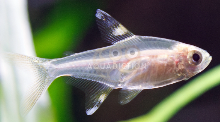 Albino X-Ray Tetra