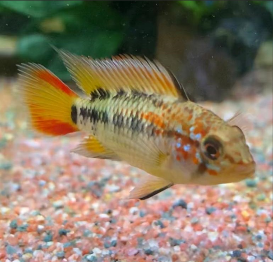Apisto Vievita Red