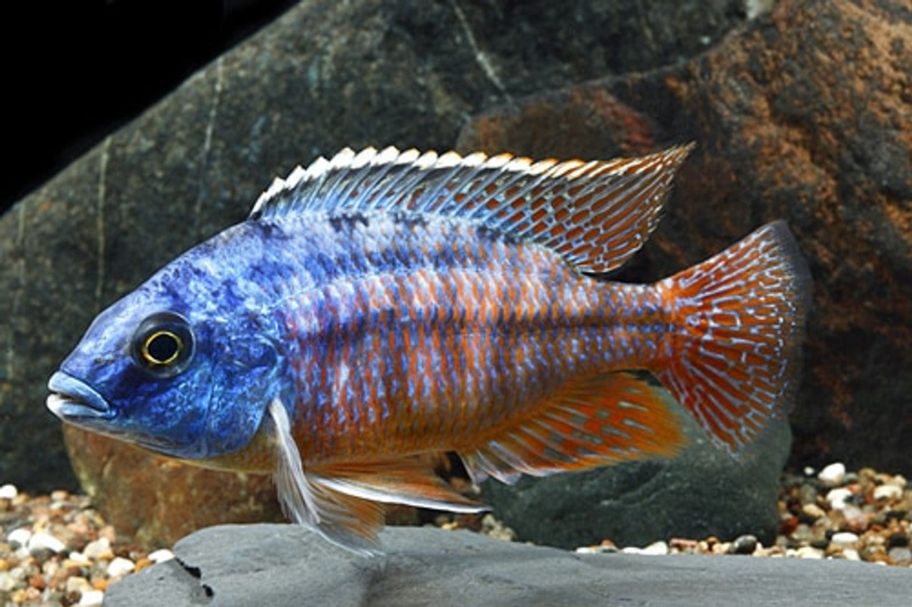Red Empress Juvenile