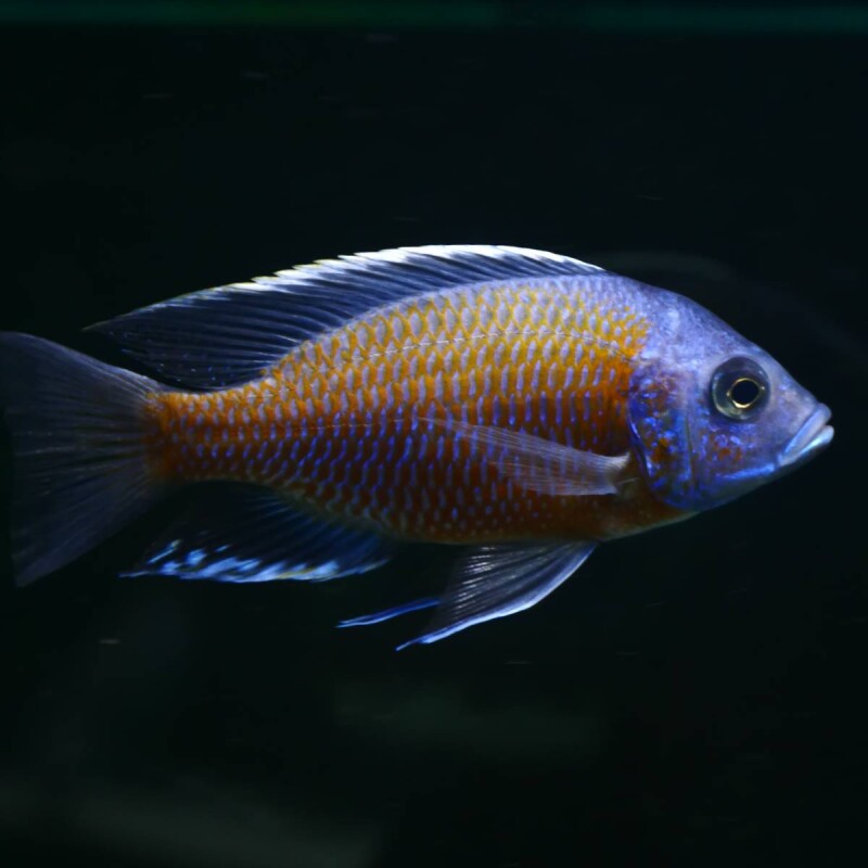 Red fin Borleyi