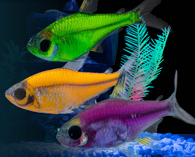 GloFish