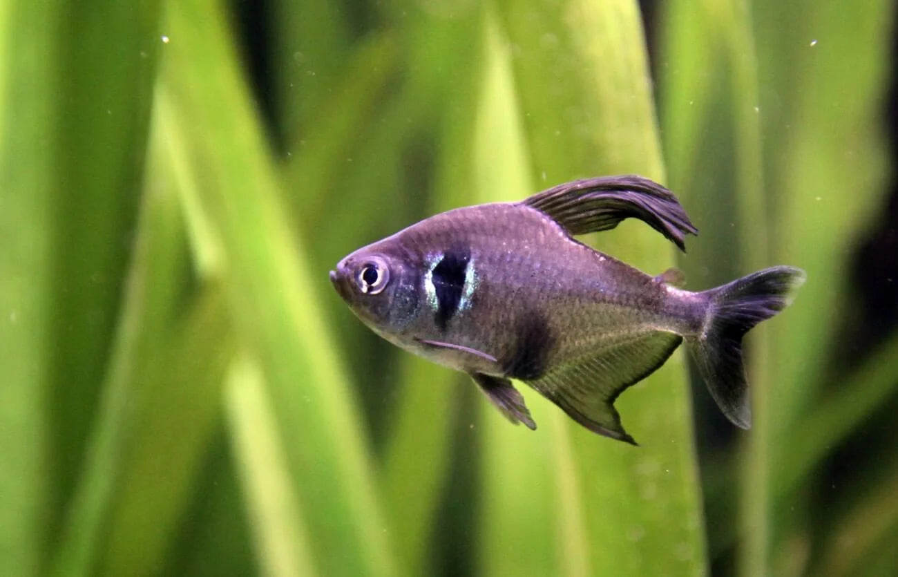 Tetra, Black Phantom