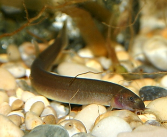 Black Khuli