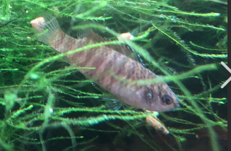 Black Tiger Badis
