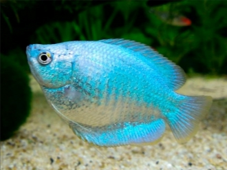Gourami