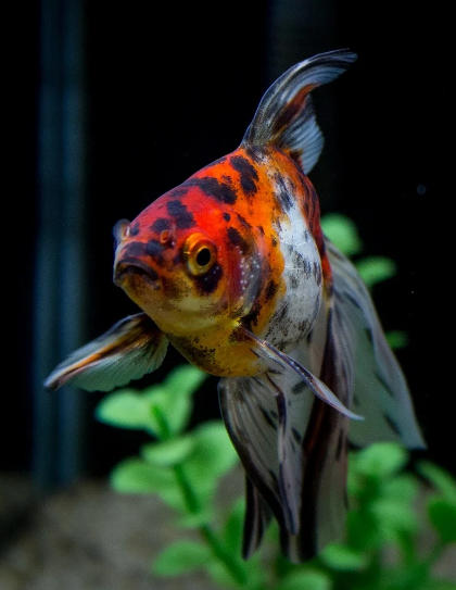 Calico Goldfish