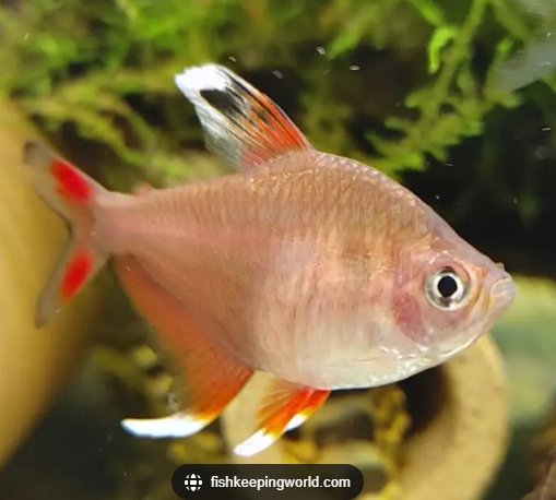 Candy Cane Tetra