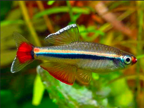 Cardinal Minnow