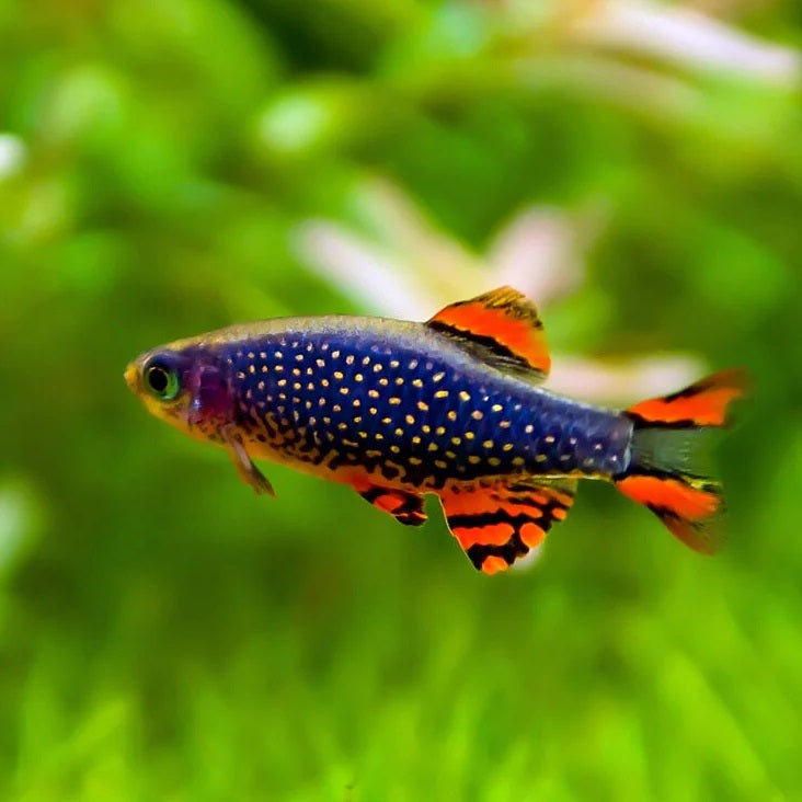 Celestrial Pearl Danio